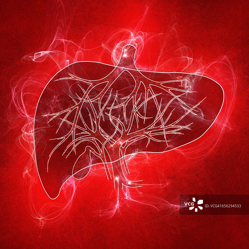 人类的肝脏、插图图片素材