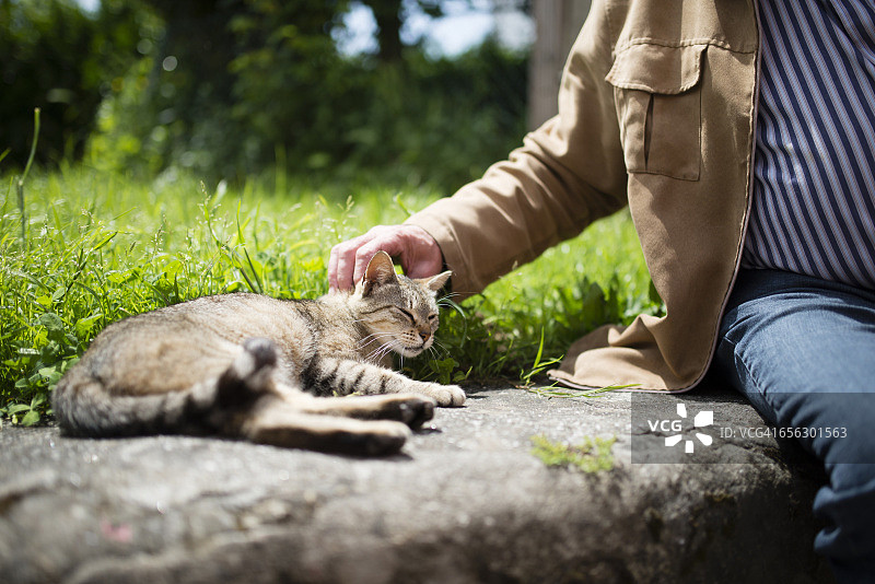 年长的男人在抚摸猫图片素材