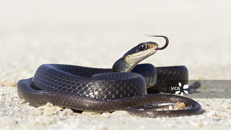 路上的黑赛车蛇（Coluber constrictor），美国佛罗里达州图片素材
