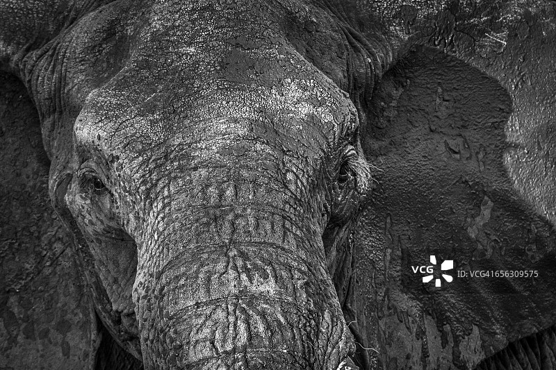 马迪克韦野生动物保护区满身泥土的大象特写图片素材