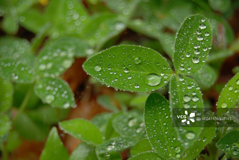 三叶草叶子上的雨滴特写图片素材