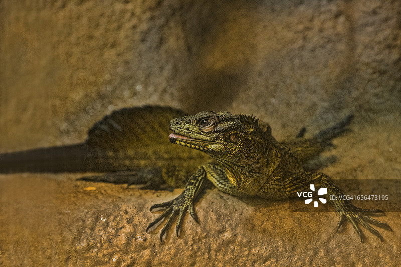 菲律宾赛芬蜥蜴图片素材