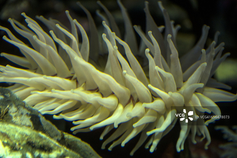 以鱼为食的海葵图片素材