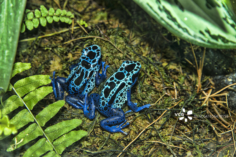 箭毒蛙图片素材