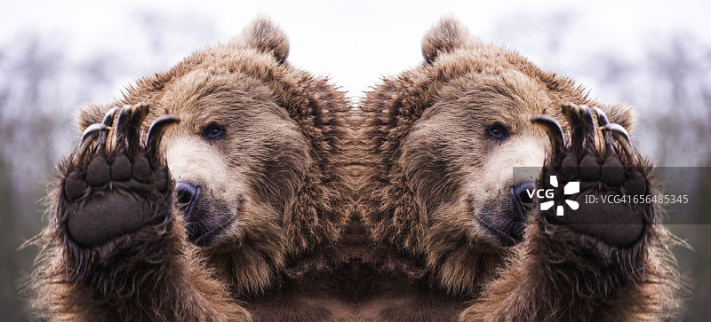 灰熊镜像图片素材