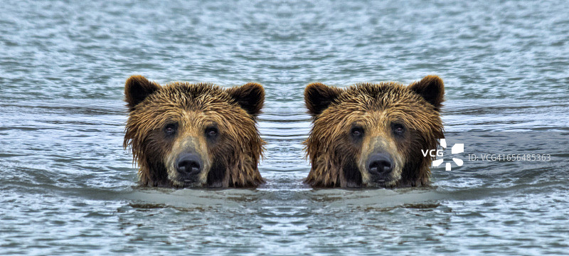 棕熊的镜像图片素材
