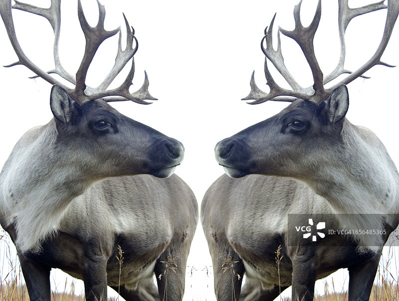 北美驯鹿镜像图片素材