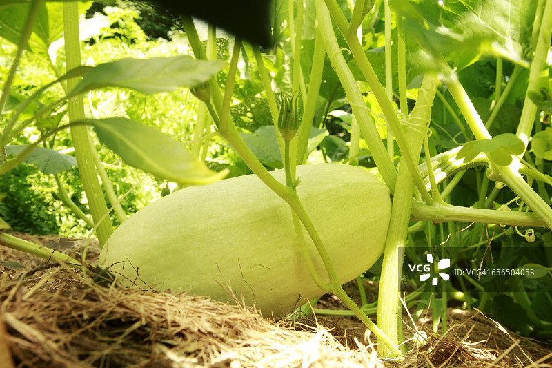 花园里种植的意大利面瓜图片素材