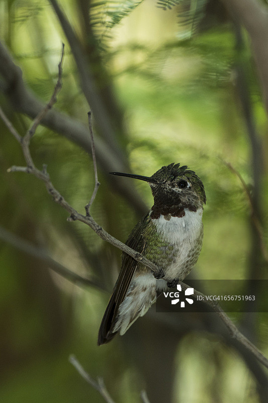 阔尾蜂鸟图片素材
