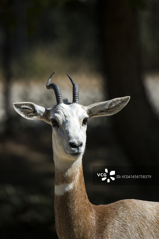 达马瞪羚图片素材