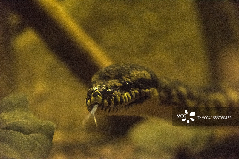 地毯蟒图片素材