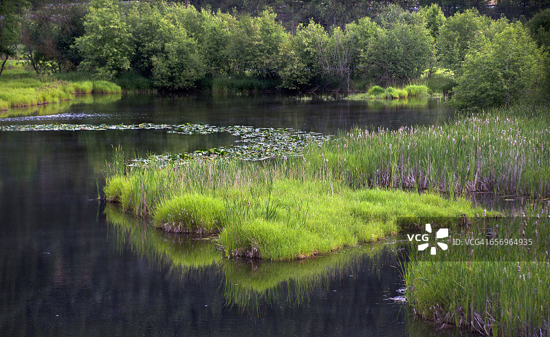 科达伦地区的沼泽图片素材