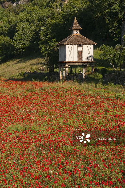 鸽舍和虞美人花田图片素材