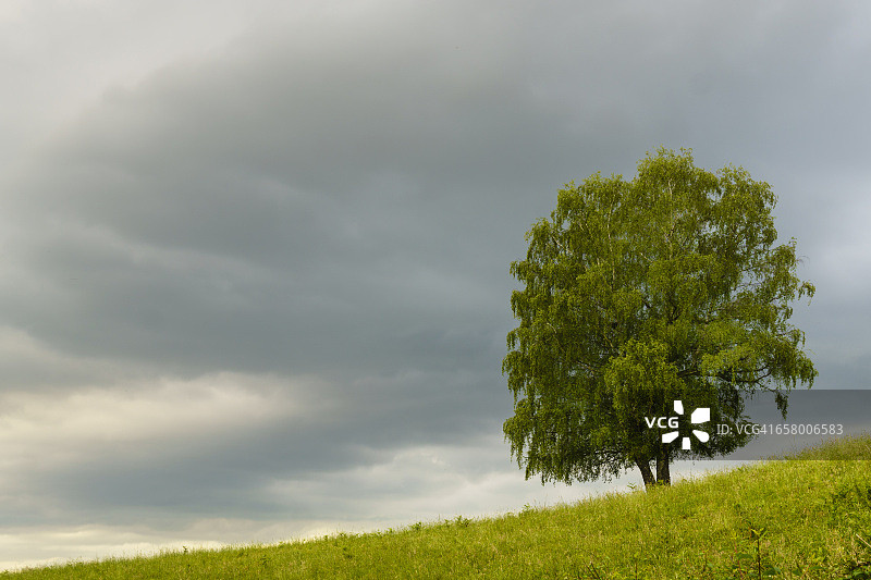 多云天空背景下的树图片素材