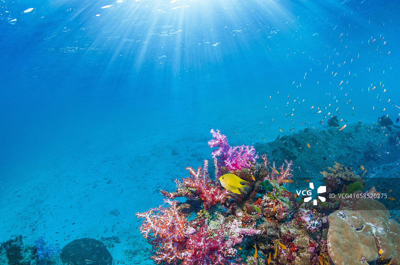 珊瑚礁风光图片素材