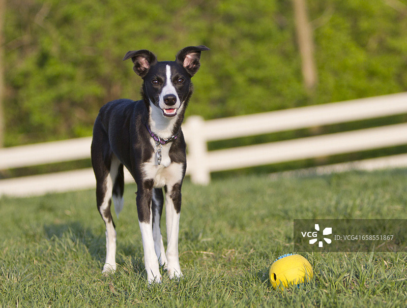 宠物和它们最喜欢的玩具图片素材