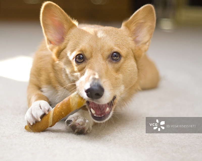 宠物和它们最喜欢的玩具图片素材