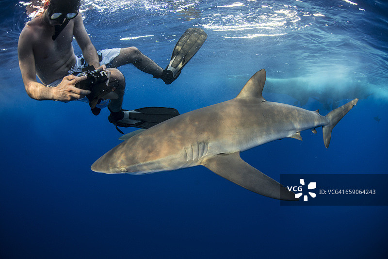 浮潜者拍摄丝鲨，墨西哥图片素材