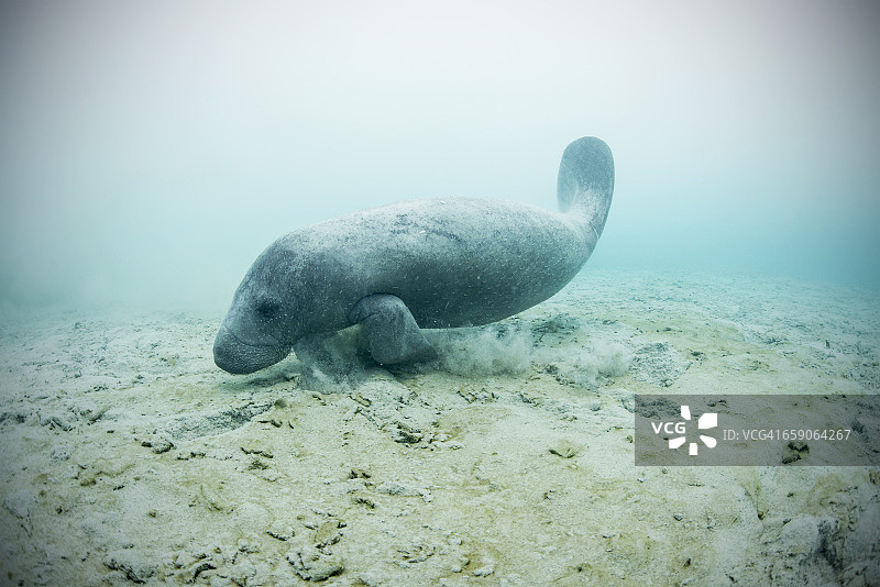 西印度海牛海底泉水饮水图片素材