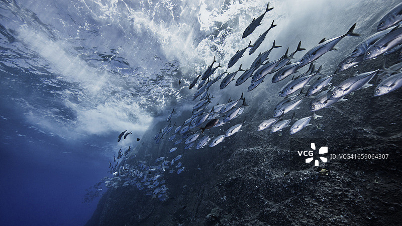 墨西哥索科罗Roca Partida峰的鱼群图片素材