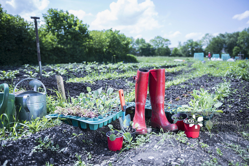 德国巴伐利亚田野里的红色橡胶靴和树苗图片素材