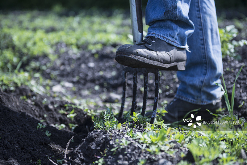 在德国巴伐利亚，男子用草叉挖掘图片素材