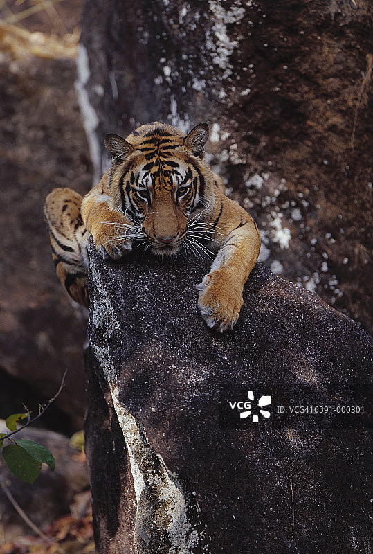 老虎幼崽斜靠在岩石上图片素材