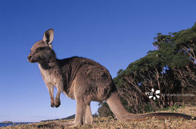 海滩附近的灰色袋鼠图片素材