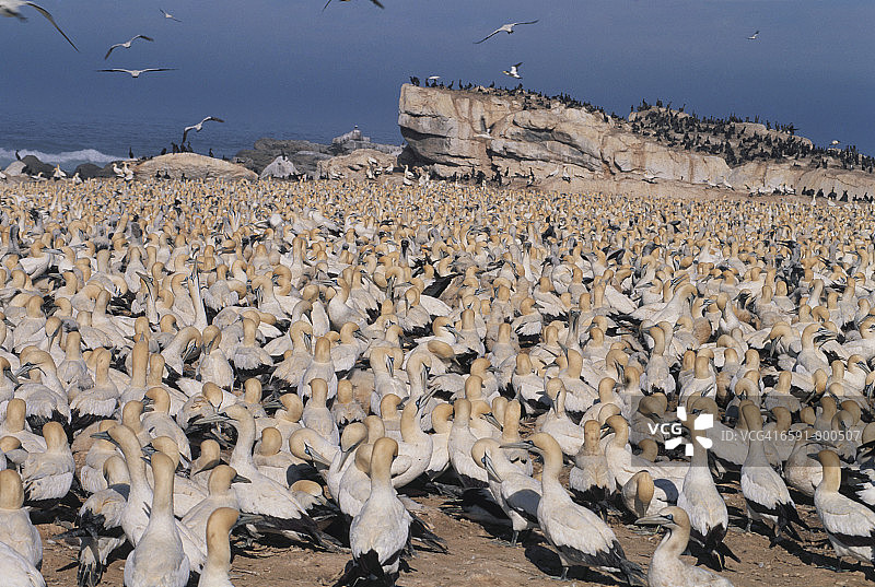 海角塘鹅栖息地图片素材