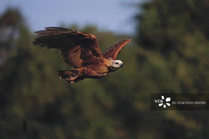 黑领鵟鹰飞翔图片素材