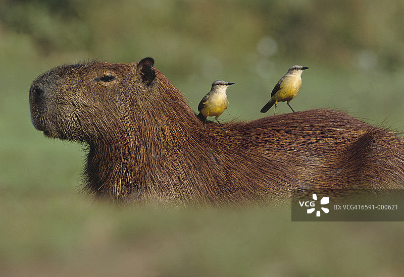 水豚上的牛图片素材