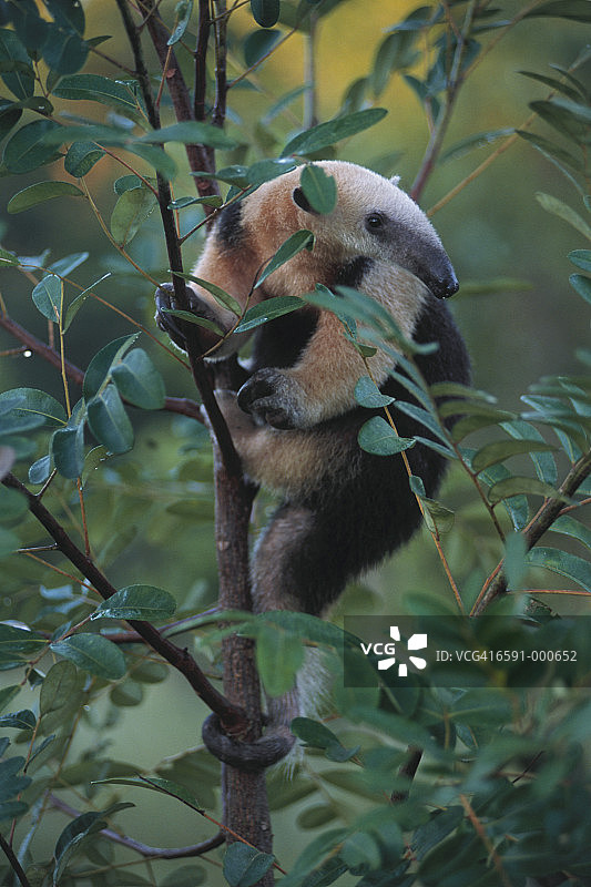 小食蚁兽爬树图片素材