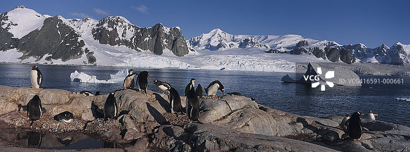 巴布亚企鹅群落图片素材