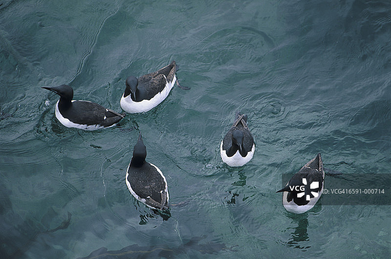 厚嘴海鸦图片素材