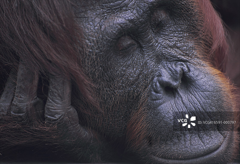 猩猩睡觉图片素材