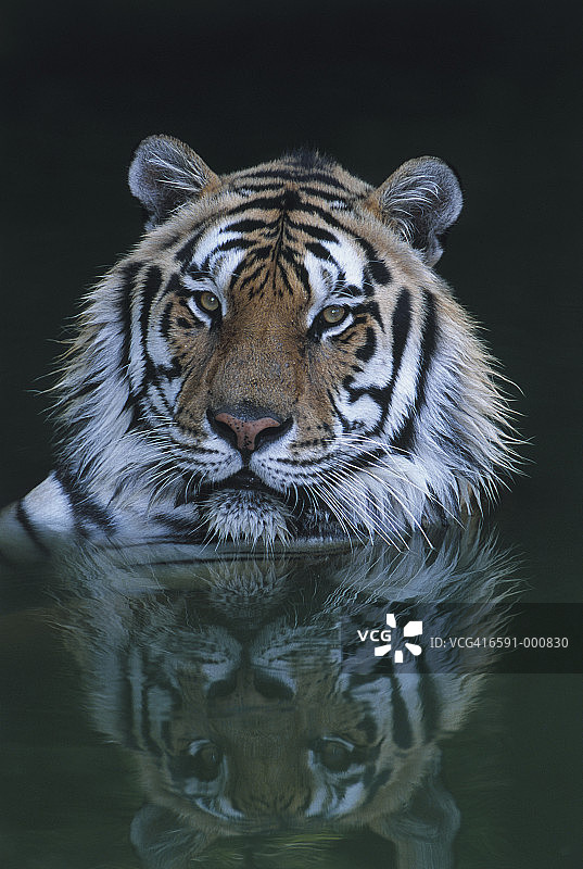 水中的老虎图片素材