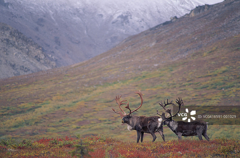 两只北美驯鹿图片素材