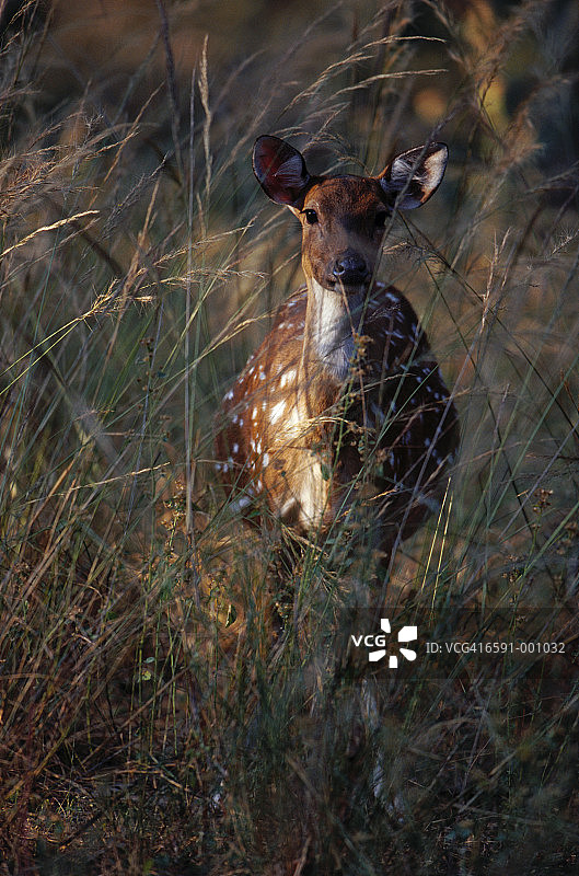 斑点鹿图片素材