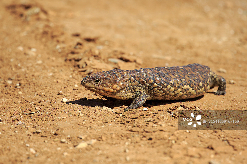 澳洲松果蜥图片素材