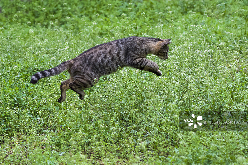 跳跃的宠物图片素材