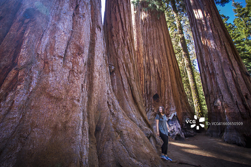 红杉国家公园里的巨型红杉树图片素材