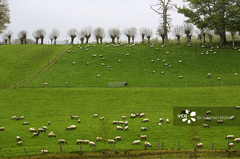田野里的绵羊图片素材