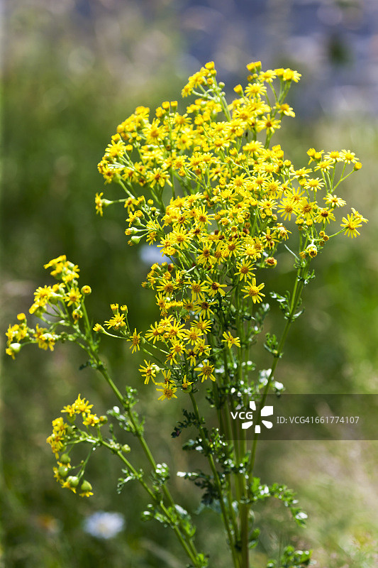 盛开的千里光图片素材