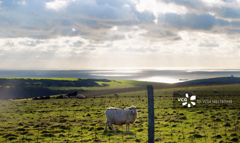 东苏塞克斯郡东迪恩的田野里的绵羊图片素材