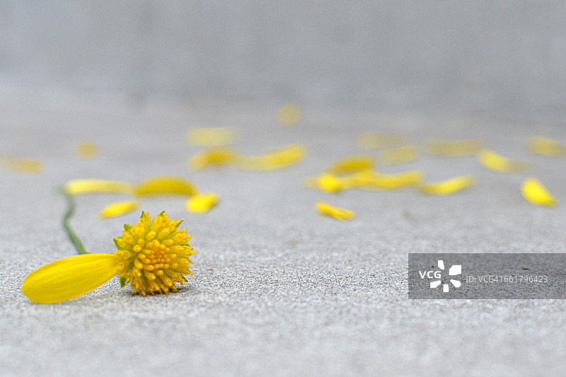 单瓣花图片素材