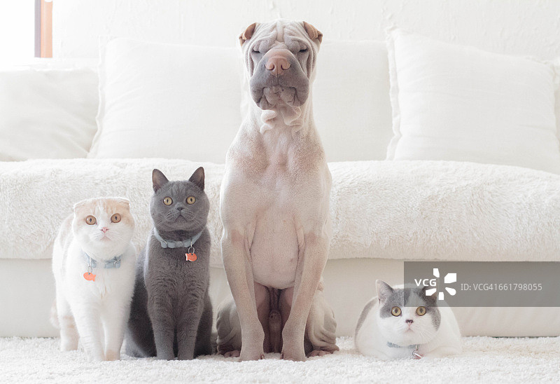 沙皮犬、英国短毛猫和苏格兰折耳猫排成一排图片素材
