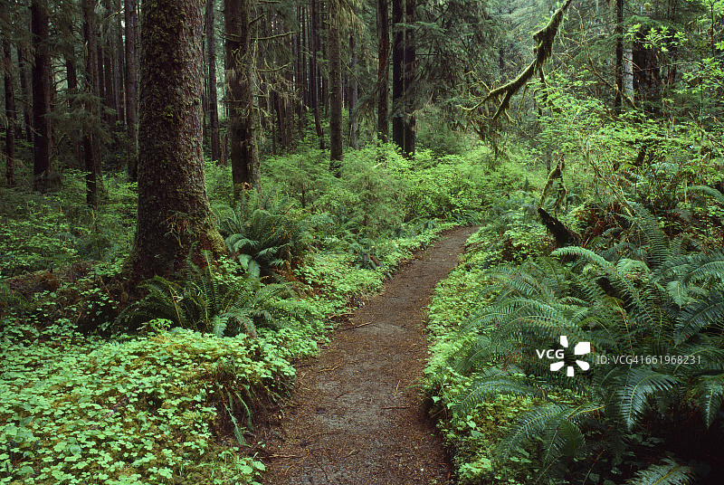 原始雨林中的步行道图片素材
