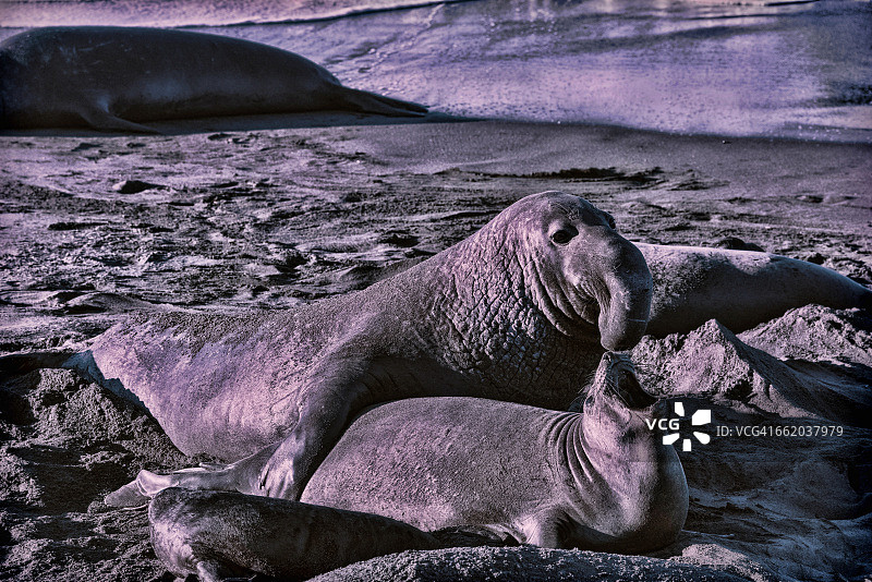 北方象海豹图片素材