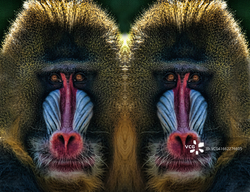 雄性山魈的镜像图片素材