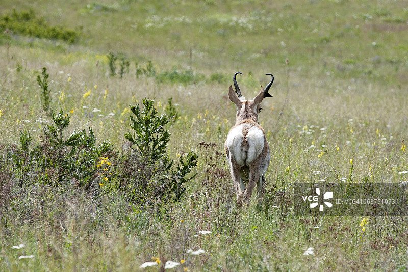 美国蒙大拿州国家野牛保护区中的叉角羚的背影图片素材
